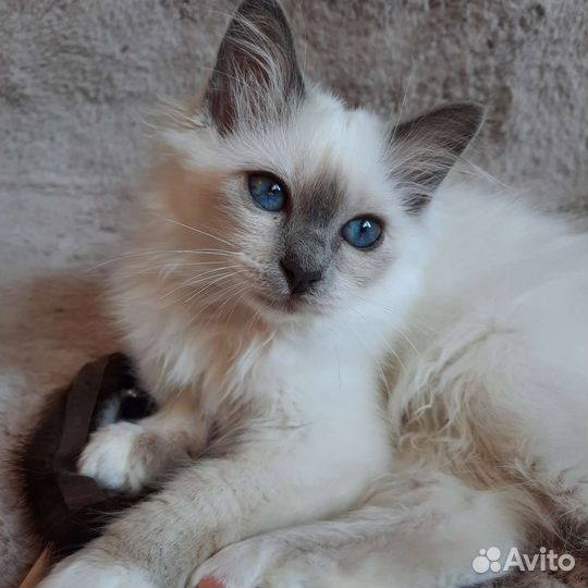 Котенок редкой породы