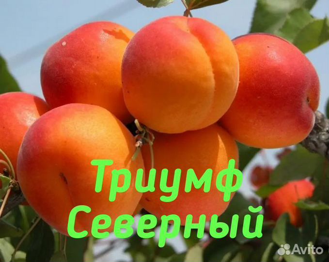 Абрикос