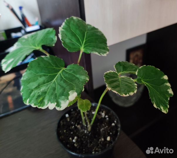 Комнатные цветы