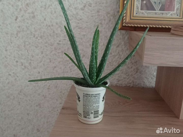 Алоэ вера (лечебное растение)