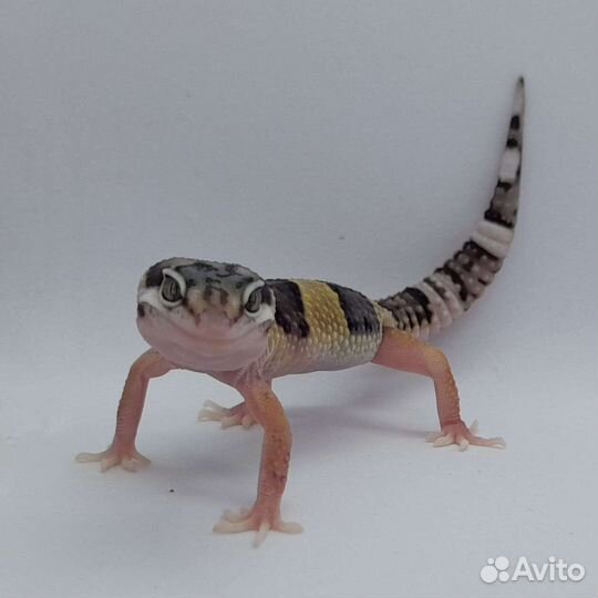 Эублефары. 2023 год. Самцы. Геккон