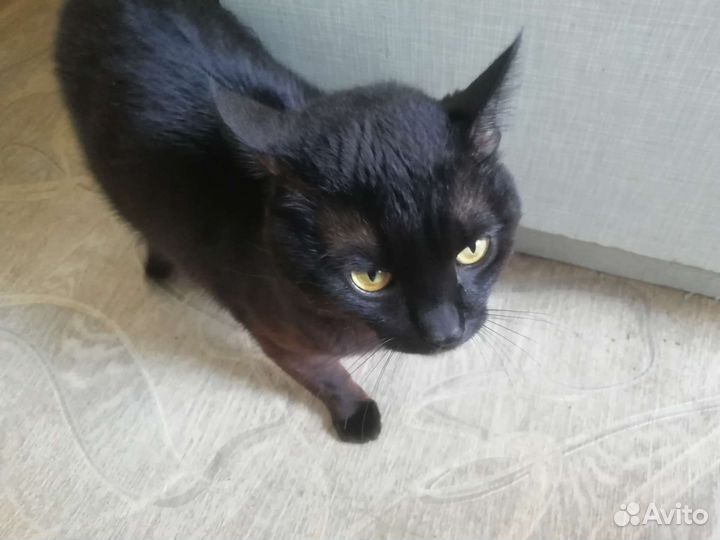 Черный котенок в добрые руки