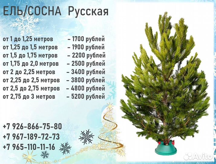 Живые елки, доставка, сосна оптом