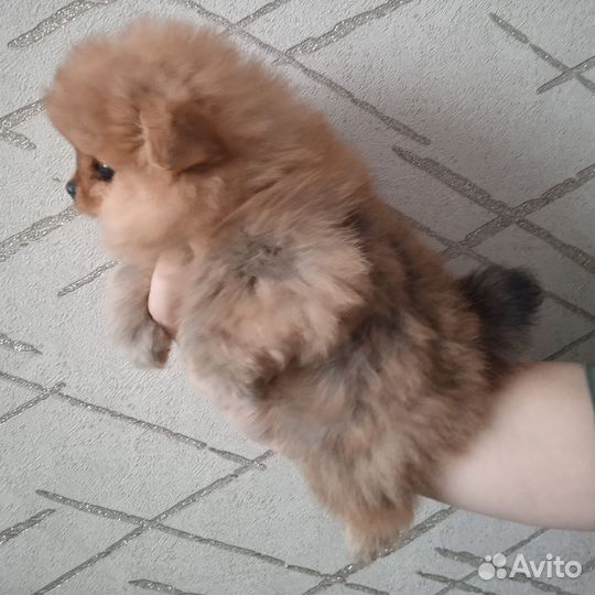 Щенки шпица девочки и мальчики