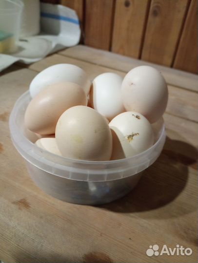 Инкубационное яйцо, породистых кур