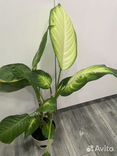 Диффенбахия камилла