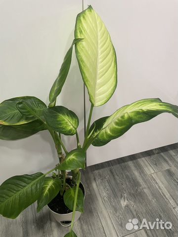 Диффенбахия камилла