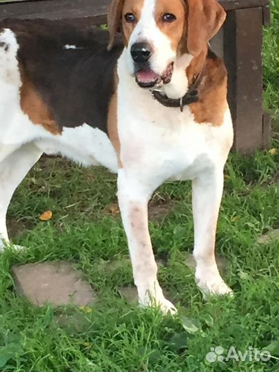 Русская пегая гончая