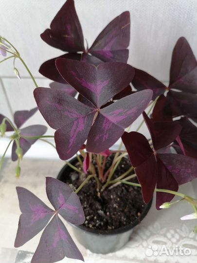 Кислица оксалис