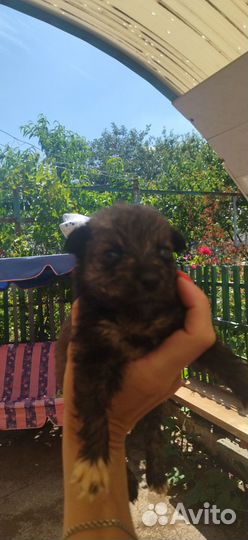 Раздаём щенков