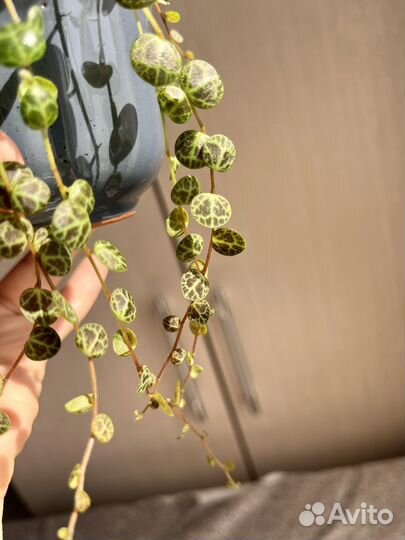 Пеперомия прострата