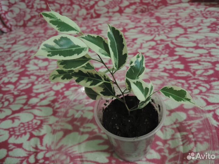 Фикус Бенджамина 