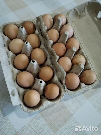 Домашние куриные яйца