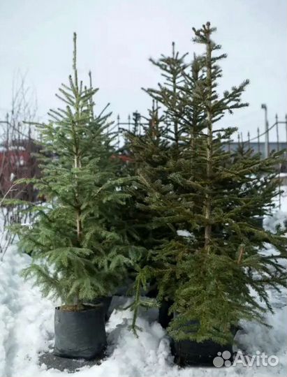 Ели саженцы в горшках