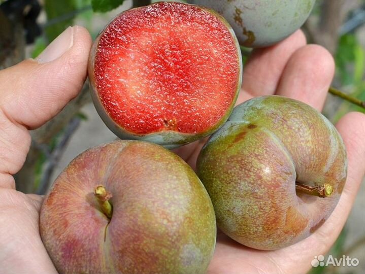 Слива Флавор Супреме /Flavor Supreme/ Саженцы