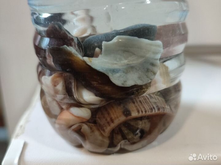 Ракушки с морской водой