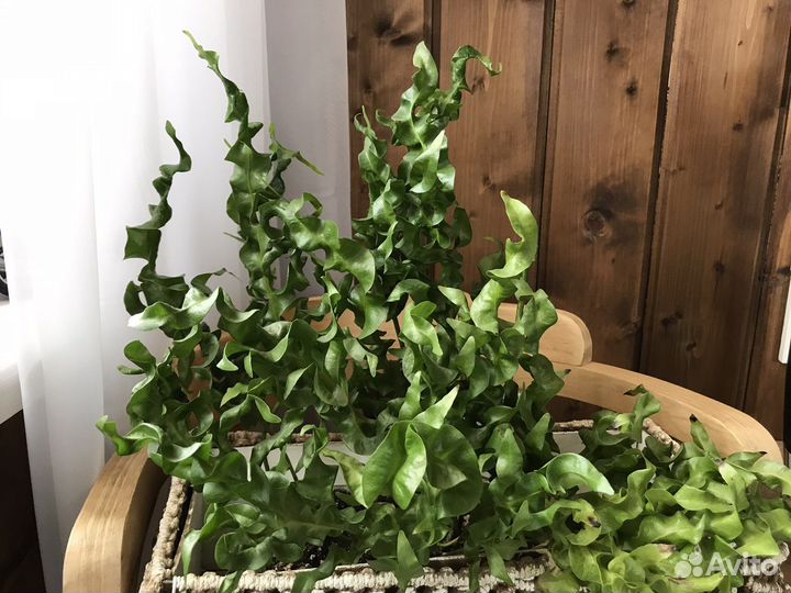 Папоротник Microsorum 'Green Wave'