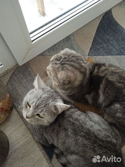 Пропали коты