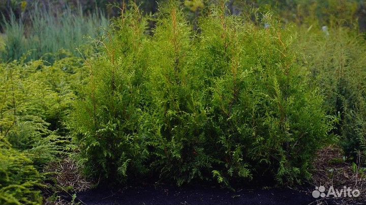 Туя западная