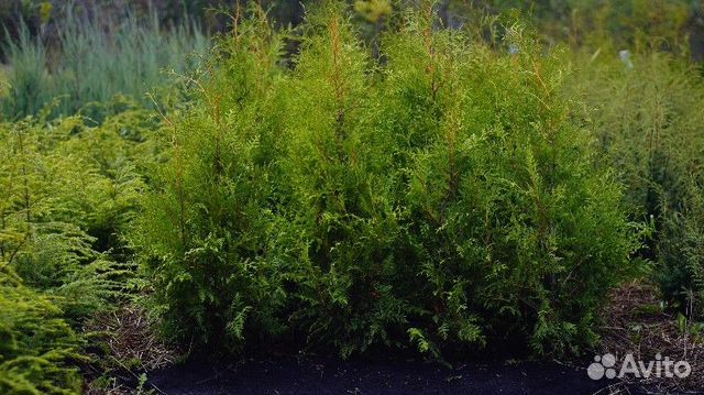 Туя западная