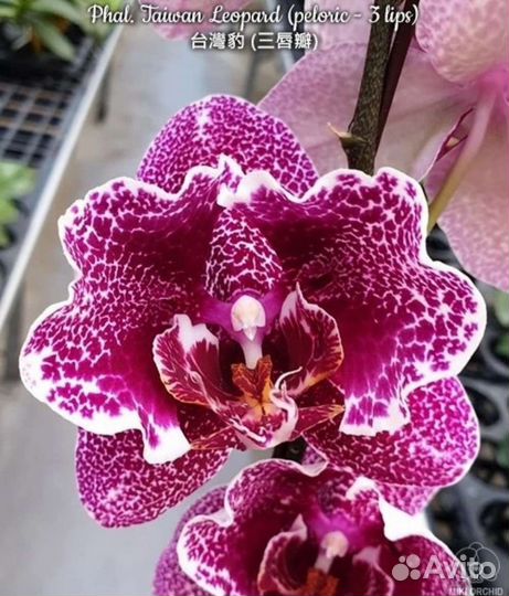 Орхидея Phal.Дракон.Taiwan Leopard(peloric 3 lips)
