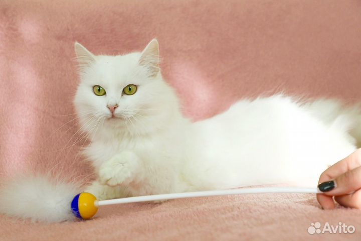 Пастила в добрые руки