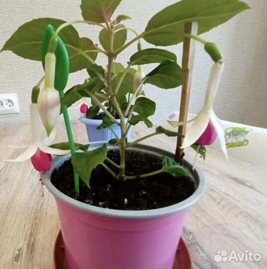 Фуксия