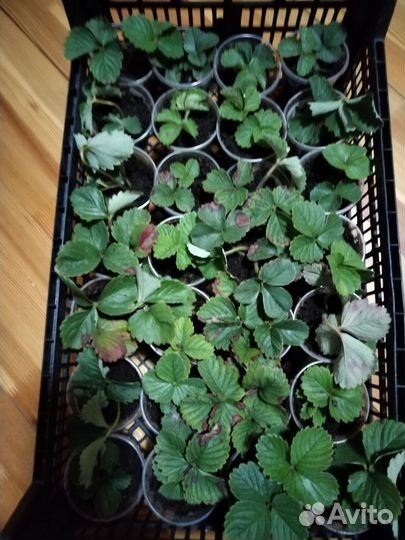 Рассада клубники нескольких сортов