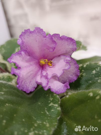 Фиалка Птица Феникс