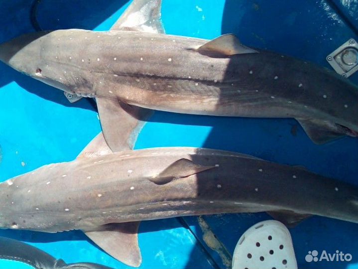 Морская рыбалка в Анапе