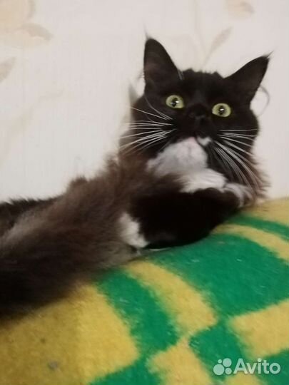 Котята мейн-кун