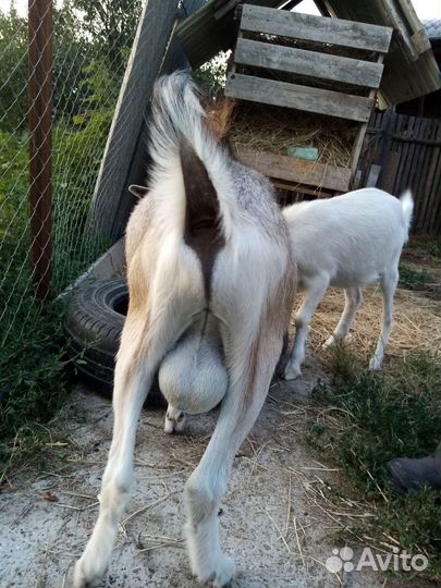 Козел на племя