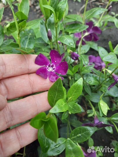 Барвинок малый (4 сорта)