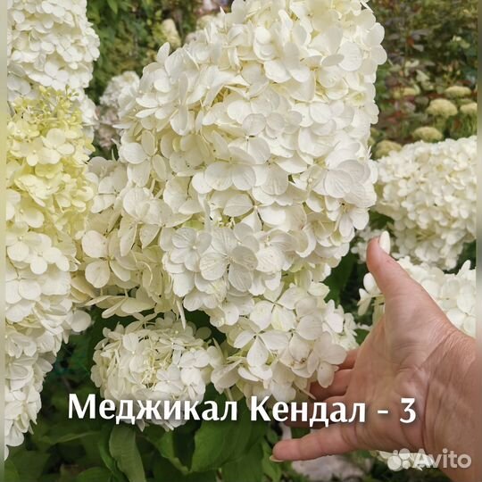 Гортензия метельчатая