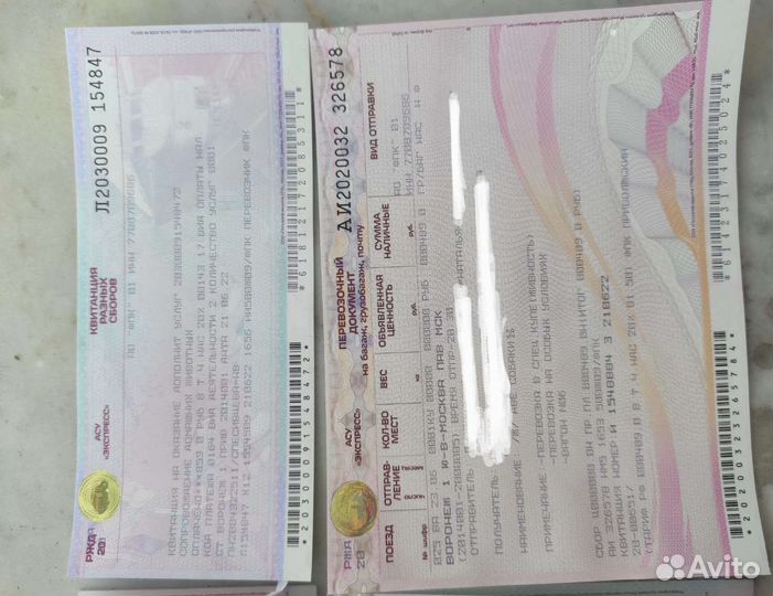 Мальтипу f1 микро мальчики