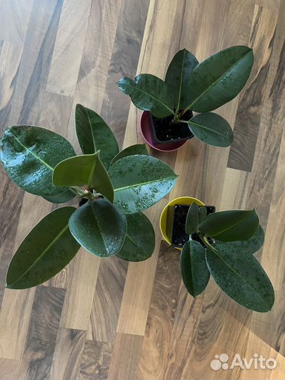 Фикус каучуконосный эластика