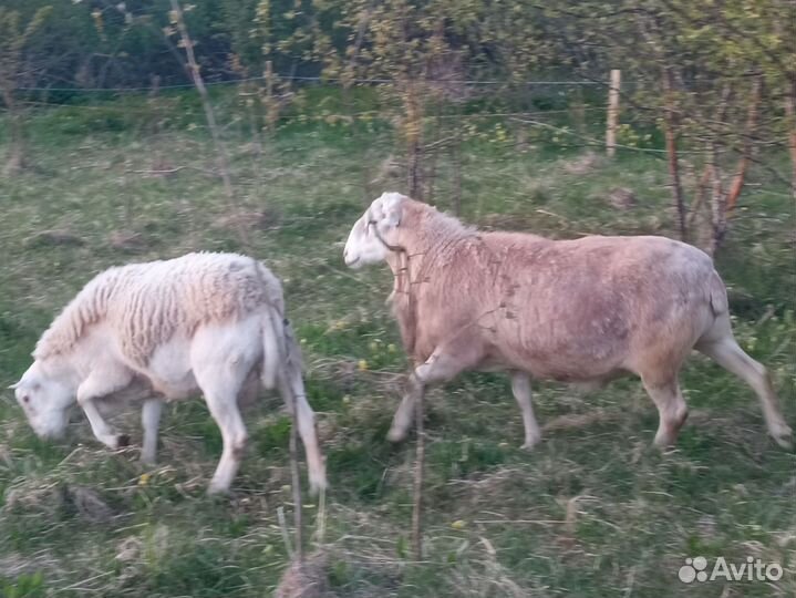 Катумский бараны