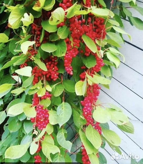 Саженцы лимонника китайского