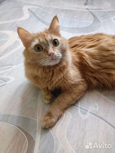Кошка бесплатно