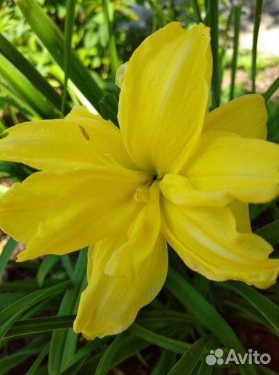 Лилейники сортовые астильбы