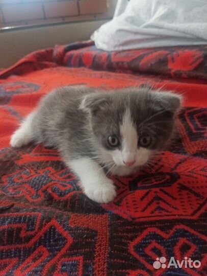 Шотландский вислоухий кот