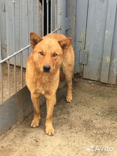 Отдам бесплатно