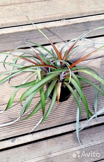 Тилландсия