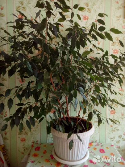 Фикус Бенджамина