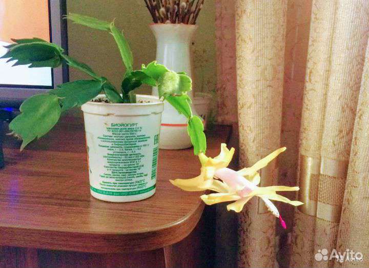 Комнатные цветы