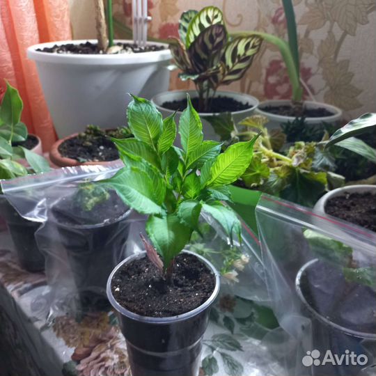 Рассада помидор