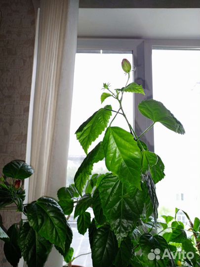 Гибискус китайская роза