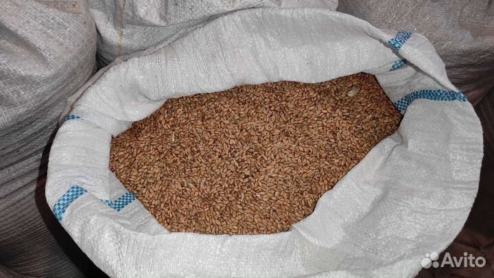 Зерно пшеница