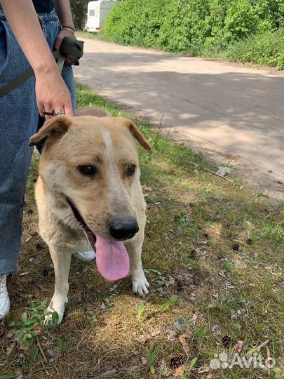 Собака в приюте