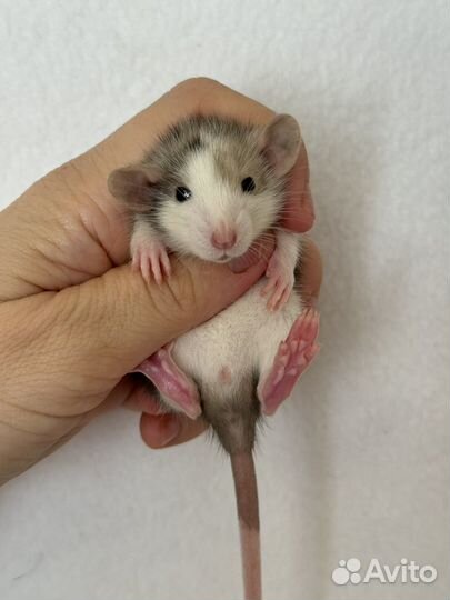 Ручные крысята Дамбо малыши